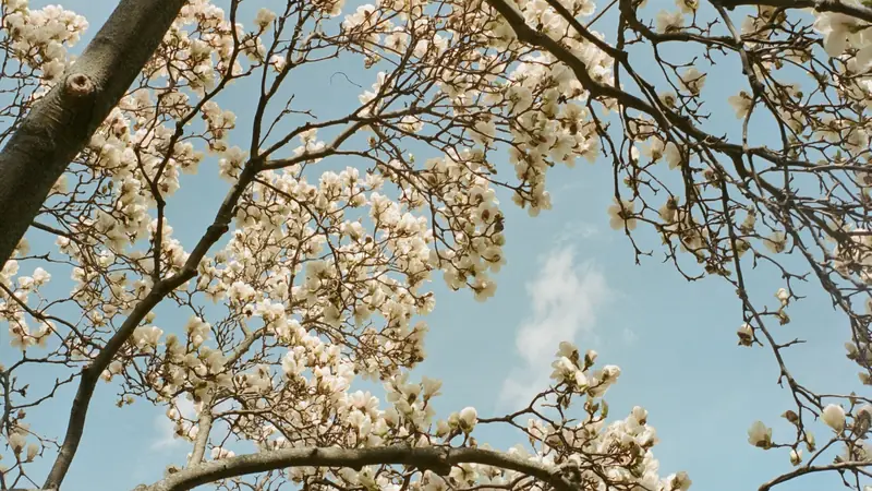 Primavera a Vienna: i 3 migliori parchi da visitare in questa stagione